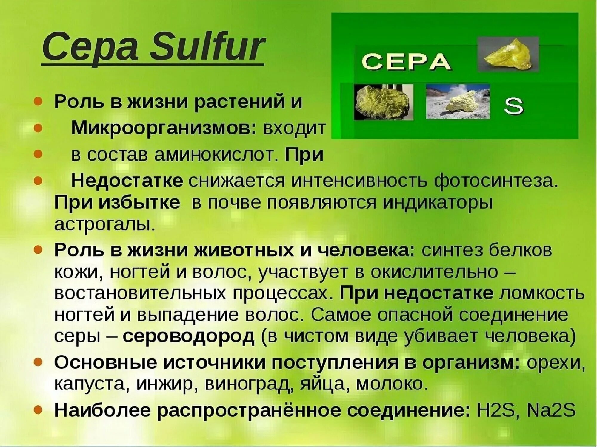 Сера для чего нужен организму. Роль серы в жизни растений. Роль серы в жизни человека. Сера в растениях роль. Значение серы в организме.