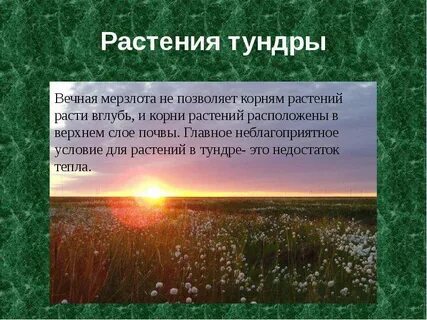 Особенности жизни растений в тундре