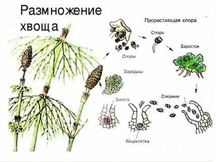 Размножение хвощей 7 класс биология