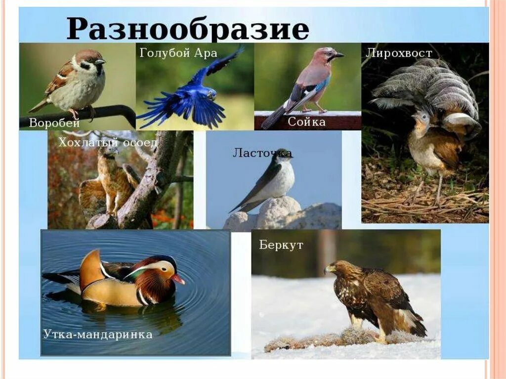 Разнообразие животных птицы. Разнообразие птиц. птицы многообразие птиц. видовое разнообразие птиц. класс птицы многообразие.