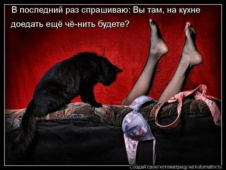 Теперь кота