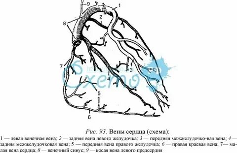 Вена какая ткань