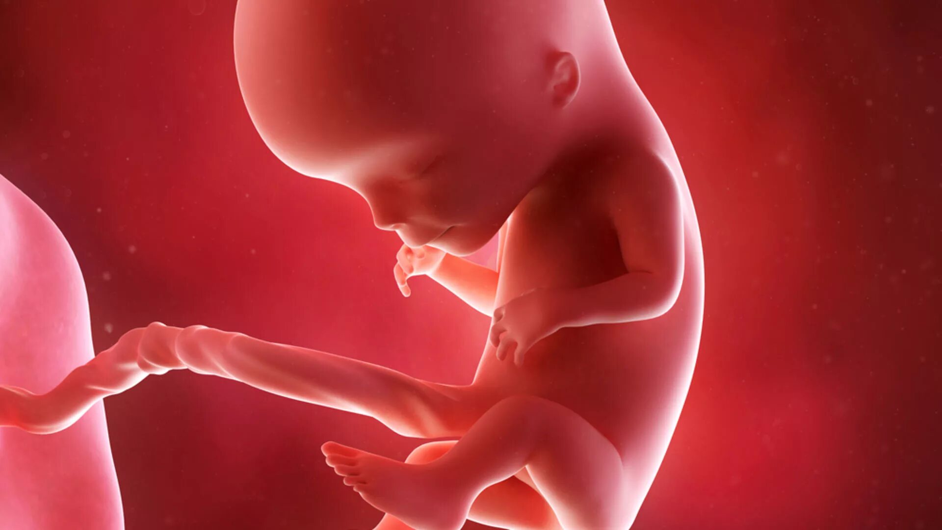 Ребенок плачет в утробе. Плод на 11-12 неделе беременности. Ребёнок на 12 неделе беременности. УТ детям.