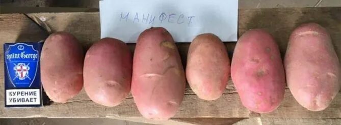 Состоялся фестиваль-ярмарка "Белорусская осень. Картофель. Плоды. Овощи". - РЕСП