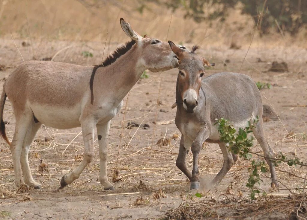 Дикий осел сканворд. Кьян дикий осел. Equus asinus. Нубийский осёл. Африканский осел.