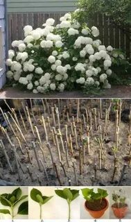 Как сохранить черенки гортензий осенью