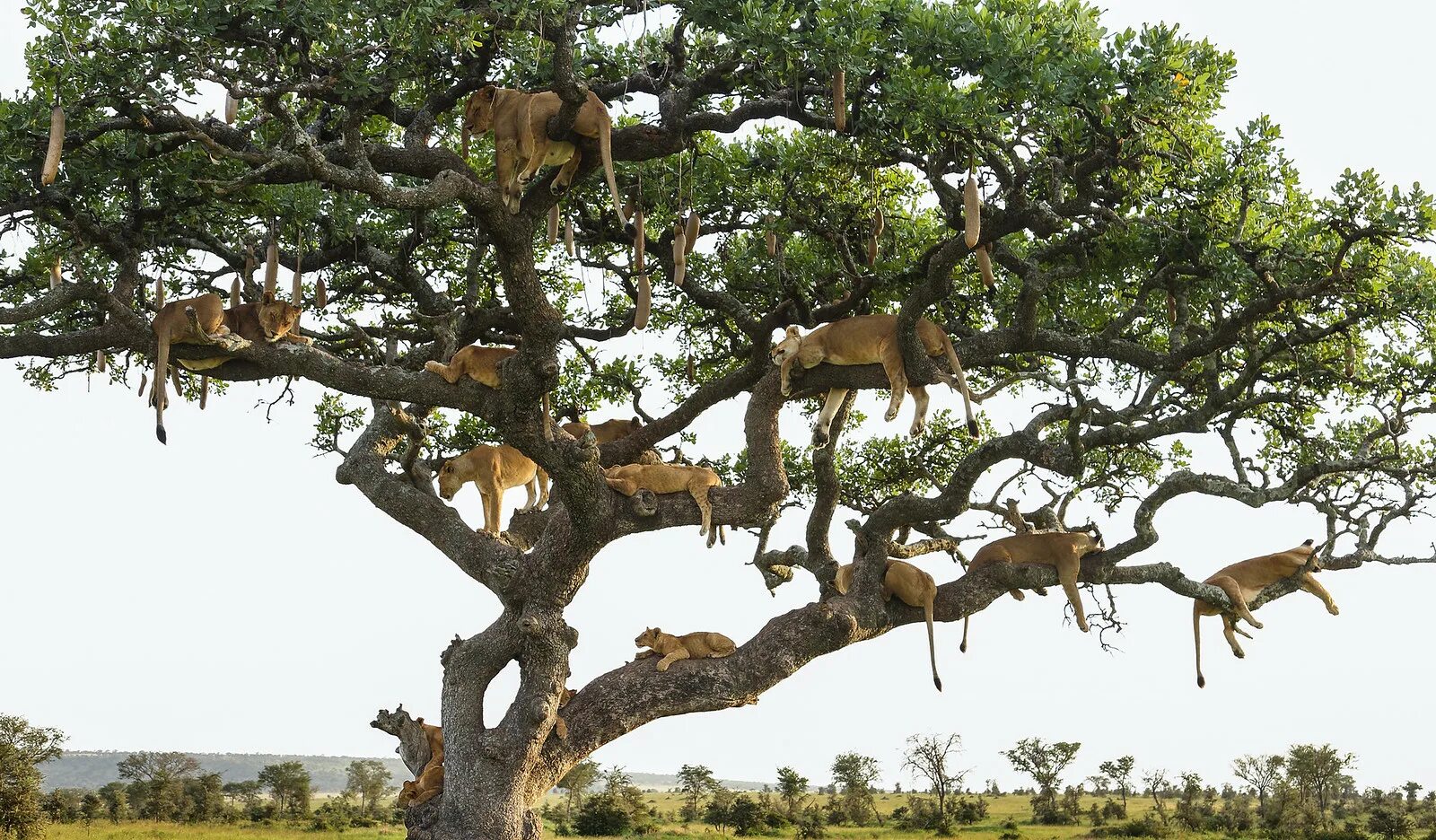 Tree animals