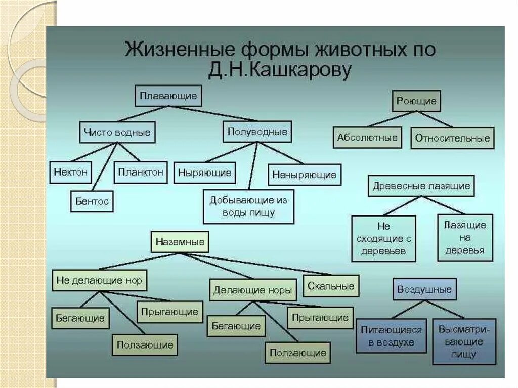 Классификация форм жизни