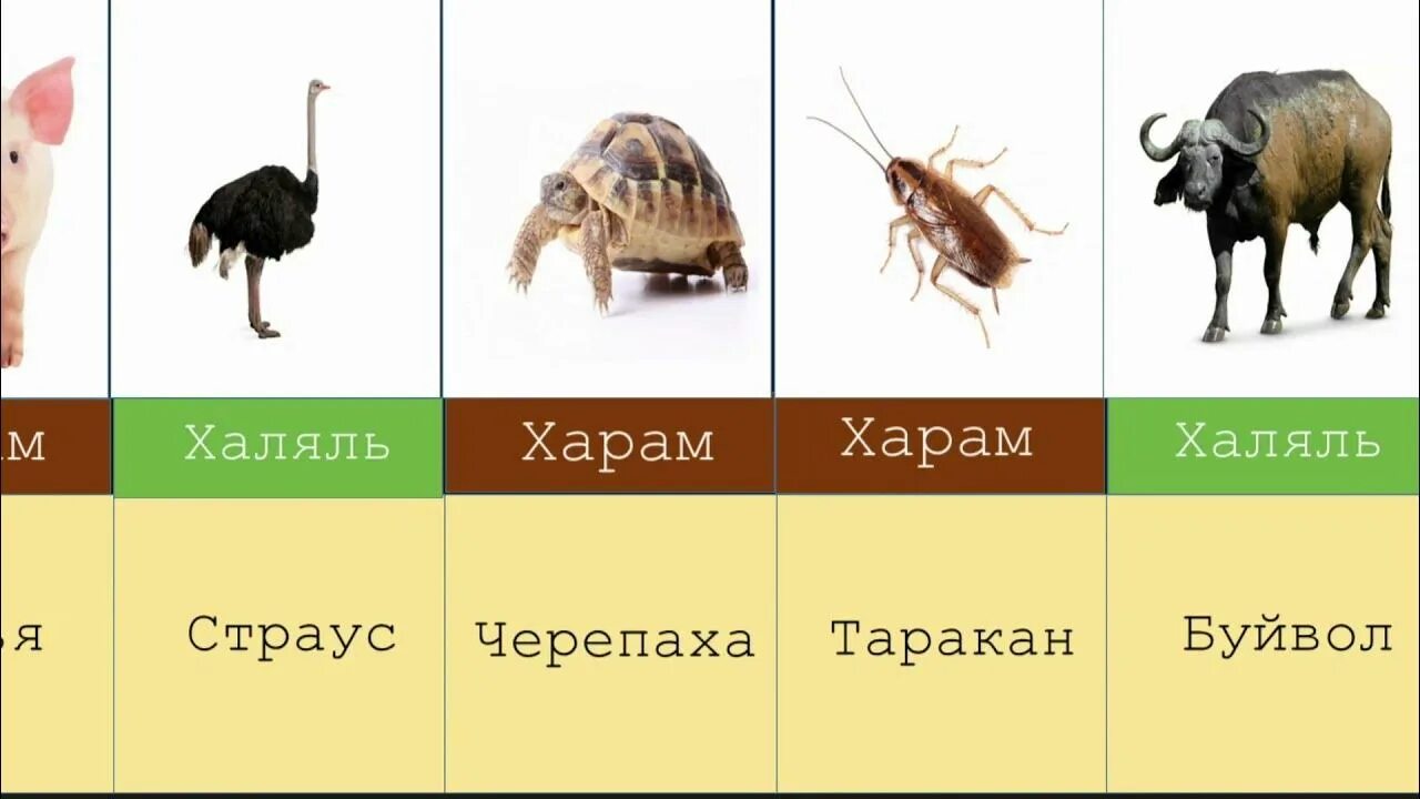 Халяль и харам мясо животных в Исламе. Разрешенные животные в Исламе. Халяль животные. Мясо животных Халяль и харам.