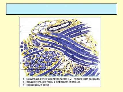 Поперечный разрез мышечной ткани
