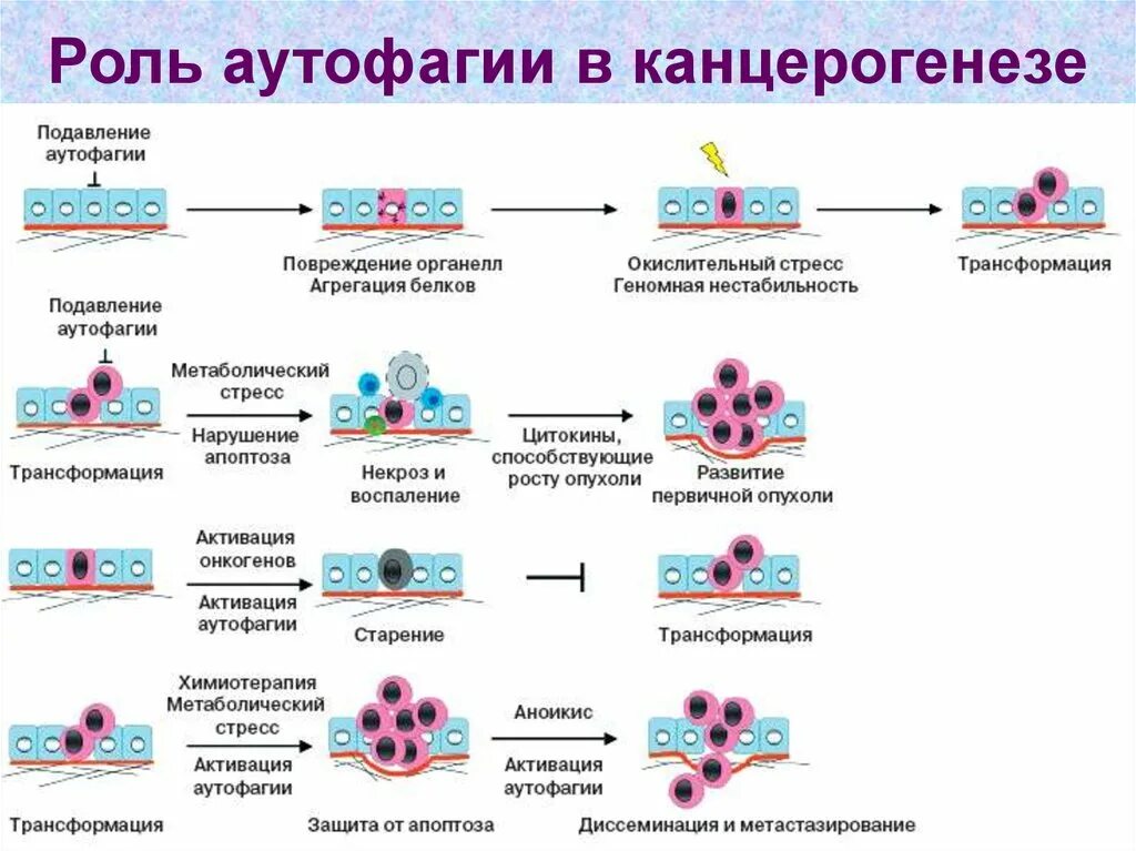 Процесс аутофагии. Аутофагия. механизм аутофагии. роль аутофагии в канцерогенезе. роль аутофагии в патологии.