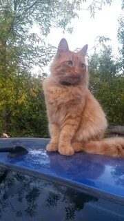 Кот березовский свердловская область