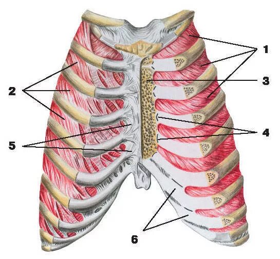 Грудино реберное сочленение анатомия. Суставы и связки грудины и ребер вид спереди. Связки грудино реберного сустава. Грудино реберный сустав анатомия.