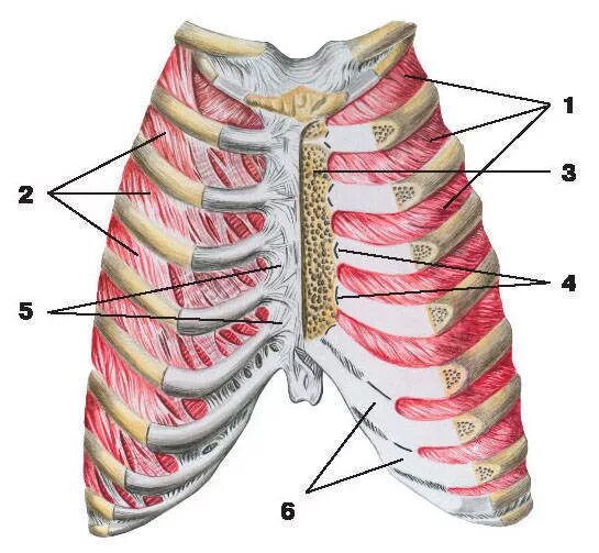 Ребро тип соединения. Грудино реберное сочленение анатомия. Суставы и связки грудины и ребер вид спереди. Связки грудино реберного сустава. Грудино реберный сустав анатомия.