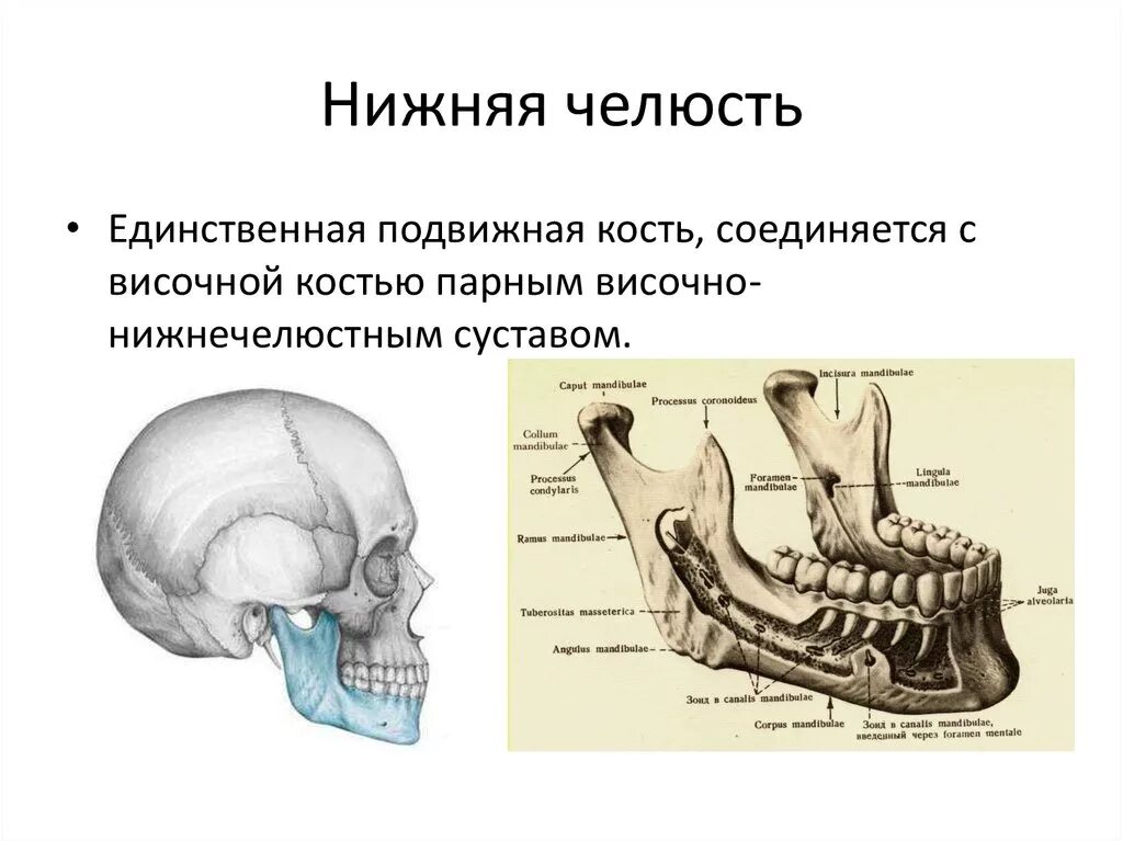 Нижняя челюсть анатомия строение кости. Кости черепа нижняя челюсть анатомия. Анатомические образования нижней челюсти. Нижняя челюсть с другими костями черепа