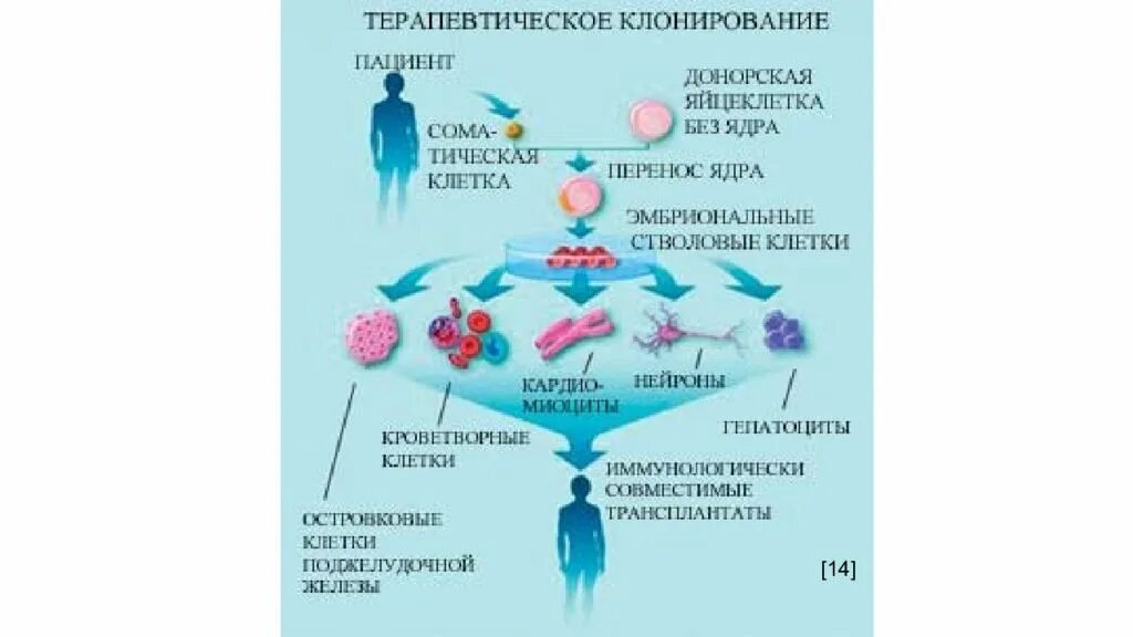 Направление клонирования. Репродуктивное и терапевтическое клонирование схема. репродуктивное клонирование человека схема. этапы терапевтического клонирования схема. терапевтическое клонирование стволовые клетки.