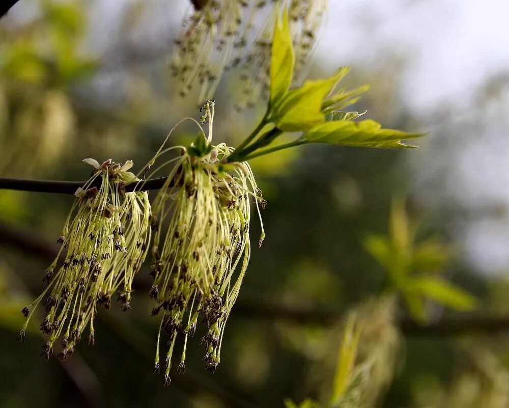 Ясень обыкновенный цветы. Ясень обыкновенный цветение. Как цветет ясень. Как цветет ясень. Клен ясенелистный цветы.