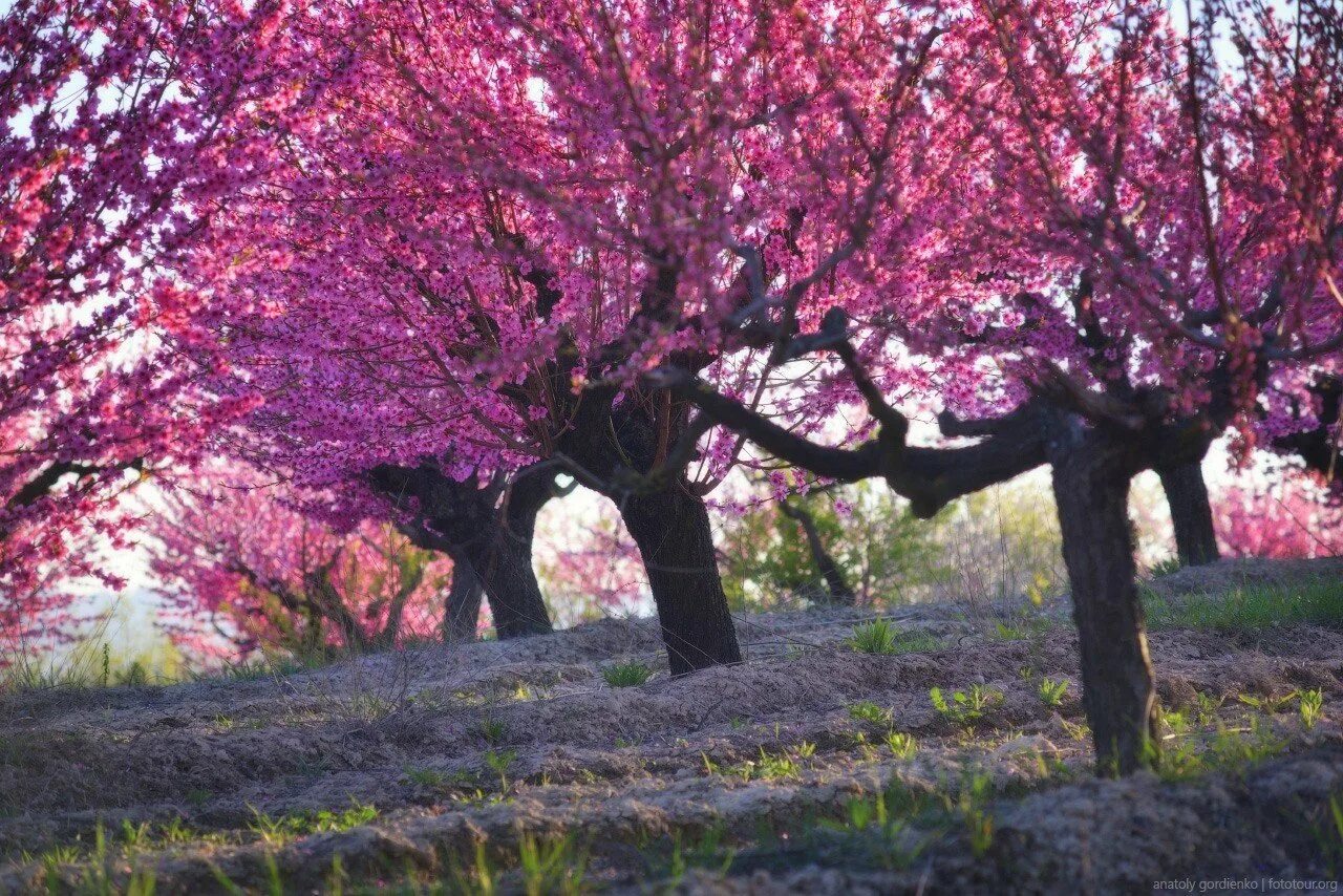 Цветущее дерево персика. Персиковые сады Бахчисарай. Цветущий персик / Blooming Prunus persica. Персиковые деревья в Крыму. Персик персиковое дерево Китай.
