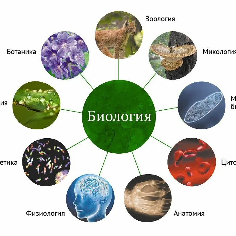 Науки биологии 5 класс. Биологические дисциплины 5 класс. Мья биологических наук. Биологические дисциплины 5 класс биология. Ботаника в системе