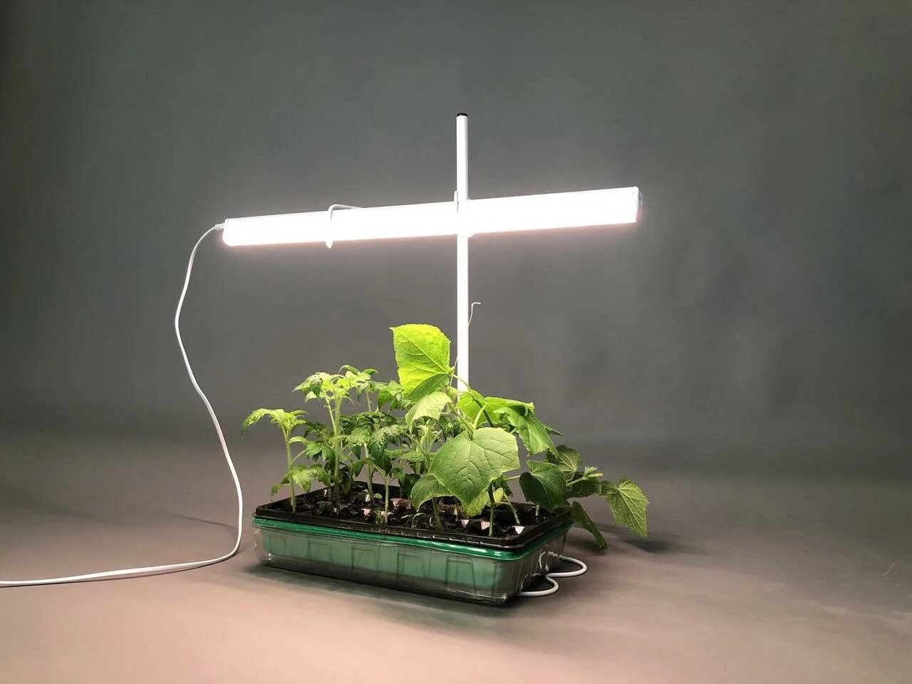 Лампа General 6500k 40 Вт для досвечивания рассады. Фитолампа grow Light 40 Вт. Фитолампа gr14 655mm. Фитосветильник Солнцедар д-40 комфорт. Как досвечивать рассаду в домашних условиях