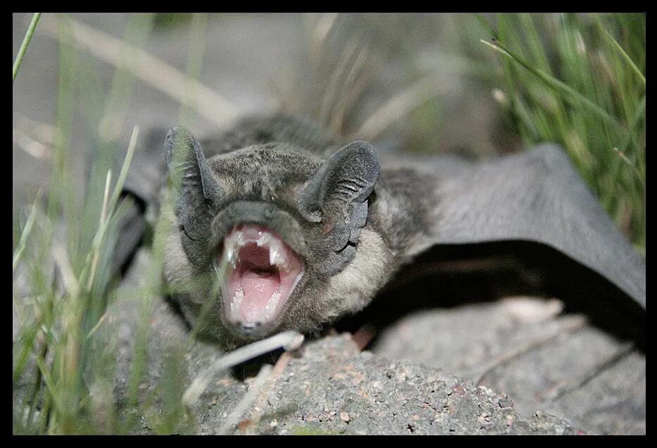 Кожан рукокрылые. Кожан летучая мышь. Летучая мышь средней полосы. Eptesicus serotinus. Кожан двухцветный (vespertilio murinus).