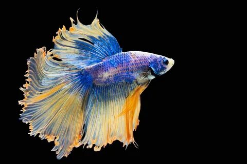 Just fish