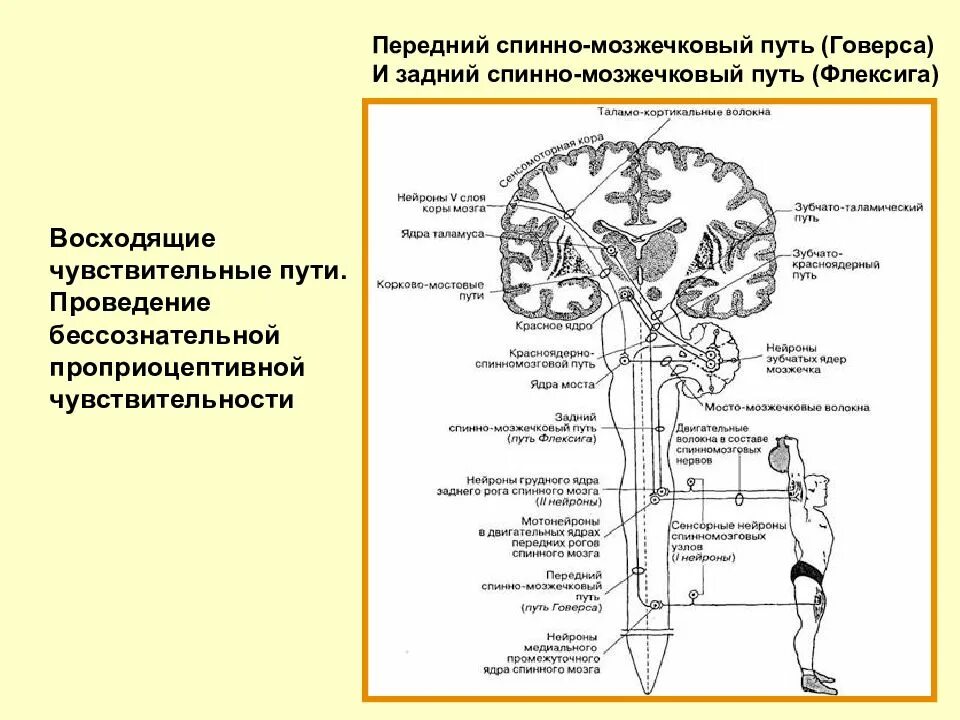 Спинно мозжечковые пути. Эфферентные пути мозжечка. Путь Флексига и Говерса. Спинно-мозжечковый путь Говерса. Передний спинно-мозжечковый путь Говерса.