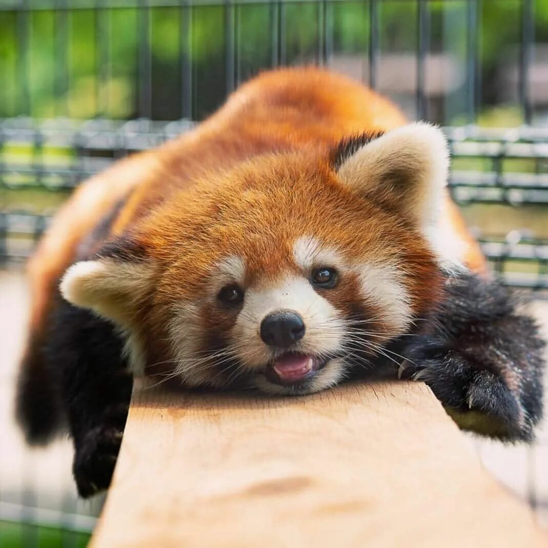 Pandas union