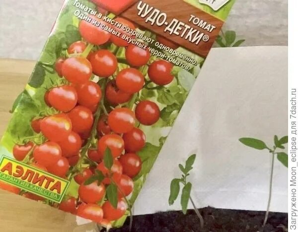 Помидоры черри семена аэлита. Томаты черри сладкие. Томат чудо детки. Томат диковинка 20шт черри аэлита. Помидоры черри чудо детки.
