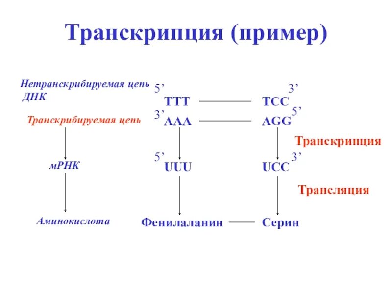 Какая цепь днк матричная. Матричная транскрибируемая цепь ДНК. Транскрипция примеры. Транскрибируемая цепь ДНК это. Смысловая цепочка ДНК.