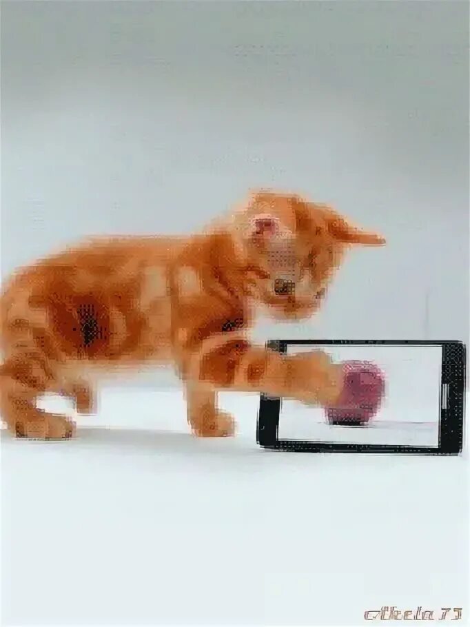 Живые кошки. Котята которые двигаются. Рыжий кот с телефоном. Рыжий котенок гифка.