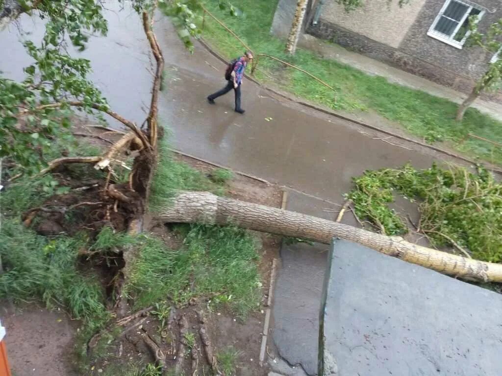 Ветер ломает деревья. Огромные упавшие деревья. Ураган деревья гнутся. Деревья в Братске.
