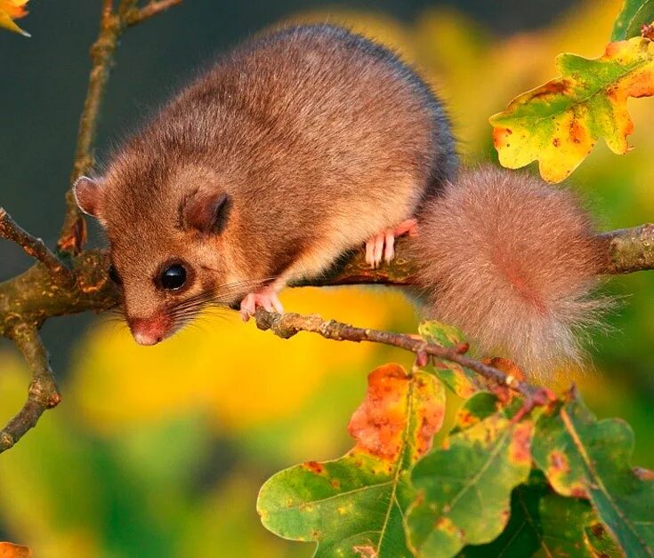 Белка соня полчок. Животные соня полчок. Лесная соня полчок. Соня полчок животное. Грызун соня полчок.