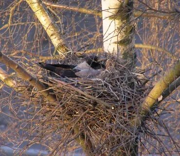 Убрать гнездо ворон