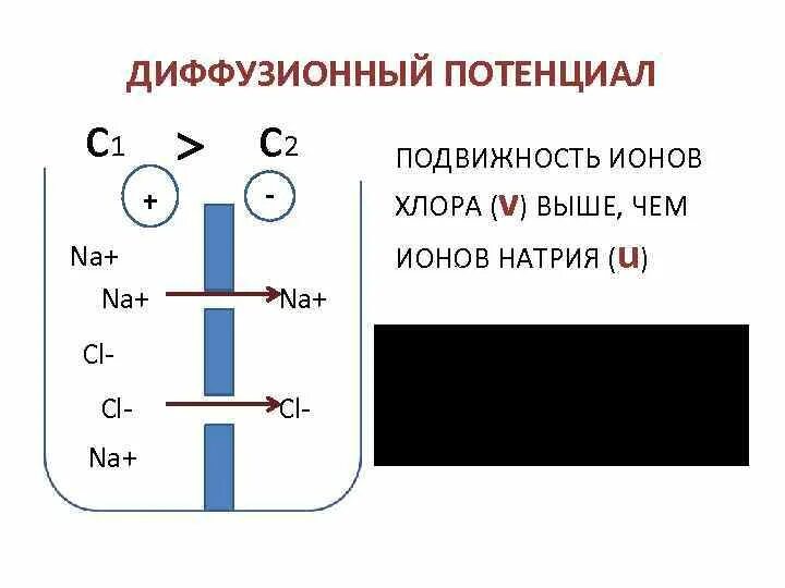 Диффузный и мембранный потенциалы. Механизм возникновения диффузионного потенциала. Диффузный потенциал.