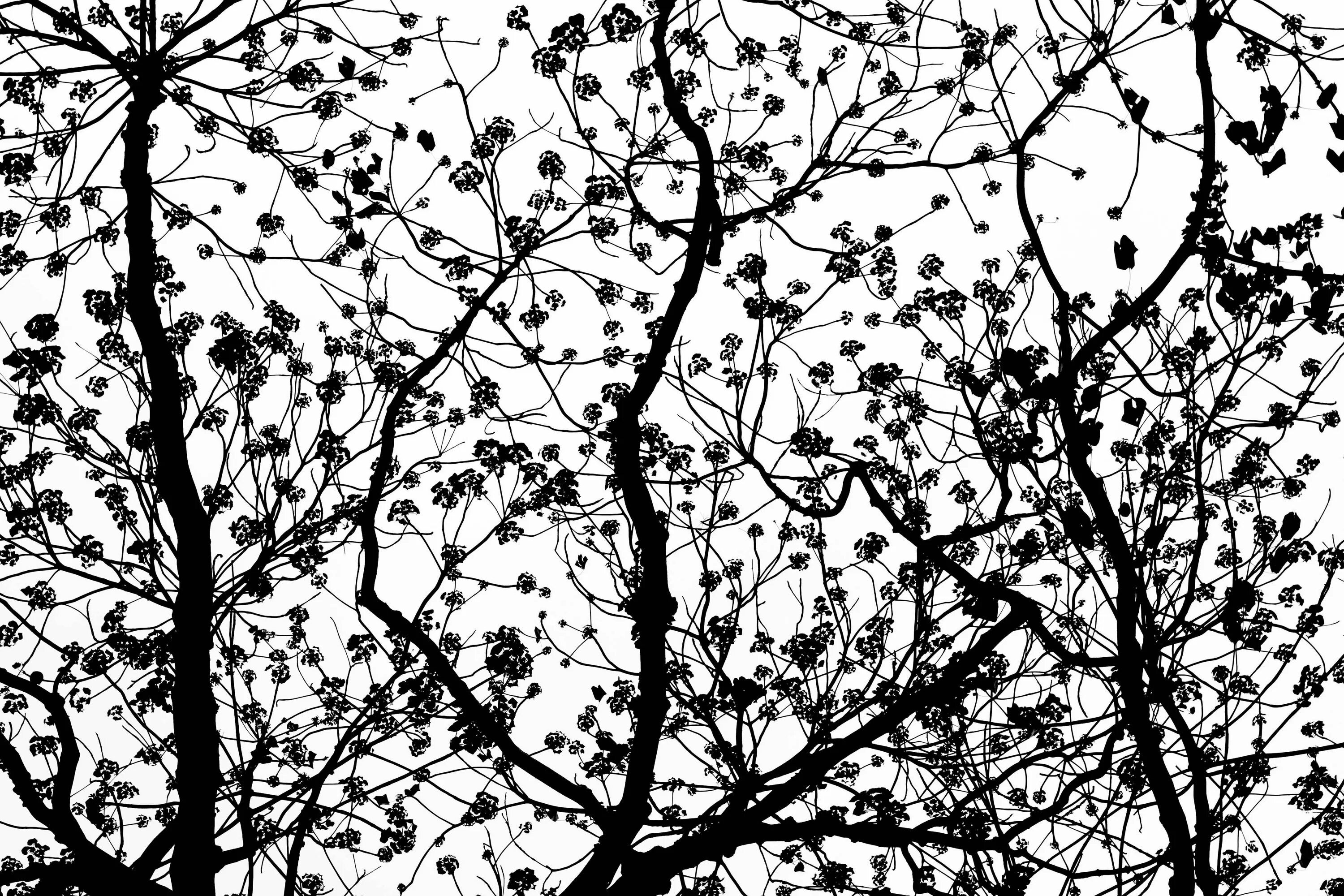Tree pattern