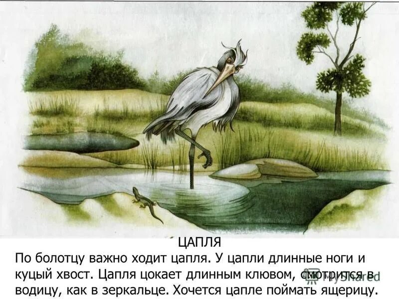 Скороговорка про цаплю. Прибрежные птицы. Цапля чахла цапля сохла скороговорка. Лесная цапля. Голенастые птицы.