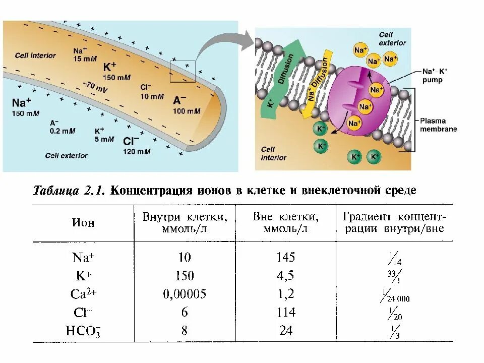 Ионные градиенты клетки их механизмы. Активный транспорт против градиента концентрации. Электрохимический градиент для ионов. Активный транспорт против градиента концентрации. Градиенты ионов.