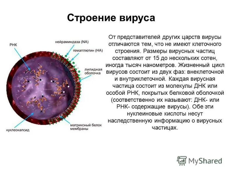 Есть ли у вирусов клетки. Вирусная частица состоит из одной клетки. Строение вирусной частицы схема. Царство вирусы строение. Строение клетки вируса 5 класс.