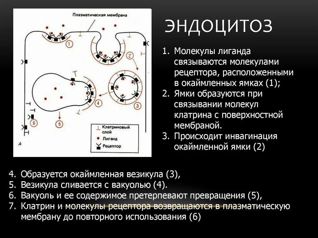 Эндоцитоз. Эндоцитоз мембраны. Эндоцитоз и экзоцитоз. Эндоцитоз и экзоцитоз биохимические механизмы.