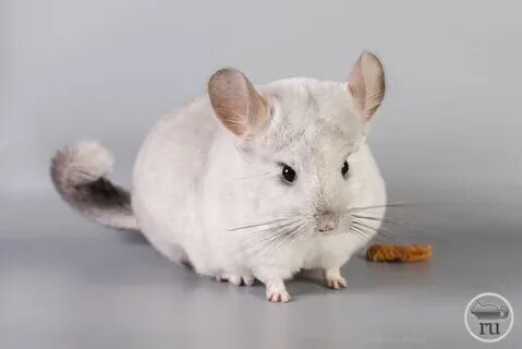 Шиншилла белая