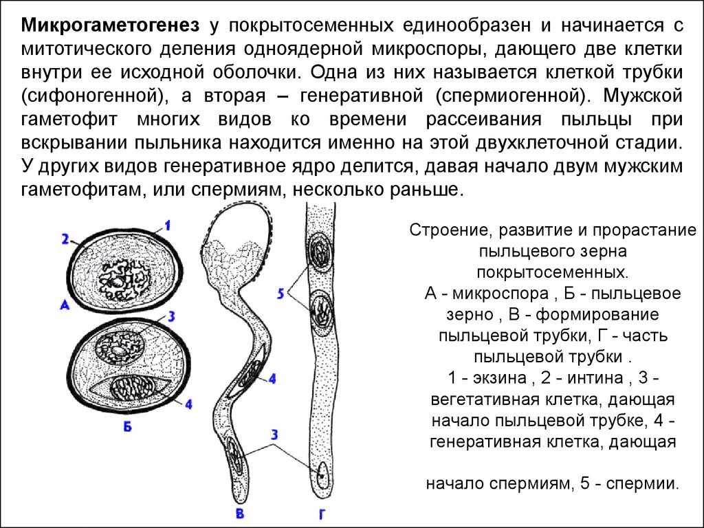 Строение пыльцевого зерна покрытосеменных. Строение пыльцевого зерна цветковых. Строение и прорастание пыльцевого зерна. Строение пыльцевого зерна. Пыльца цветковых формируется в