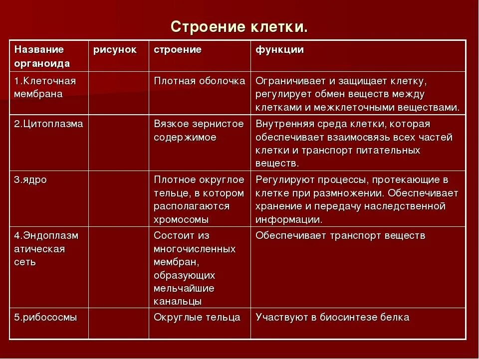 Структура клетки процесс таблица