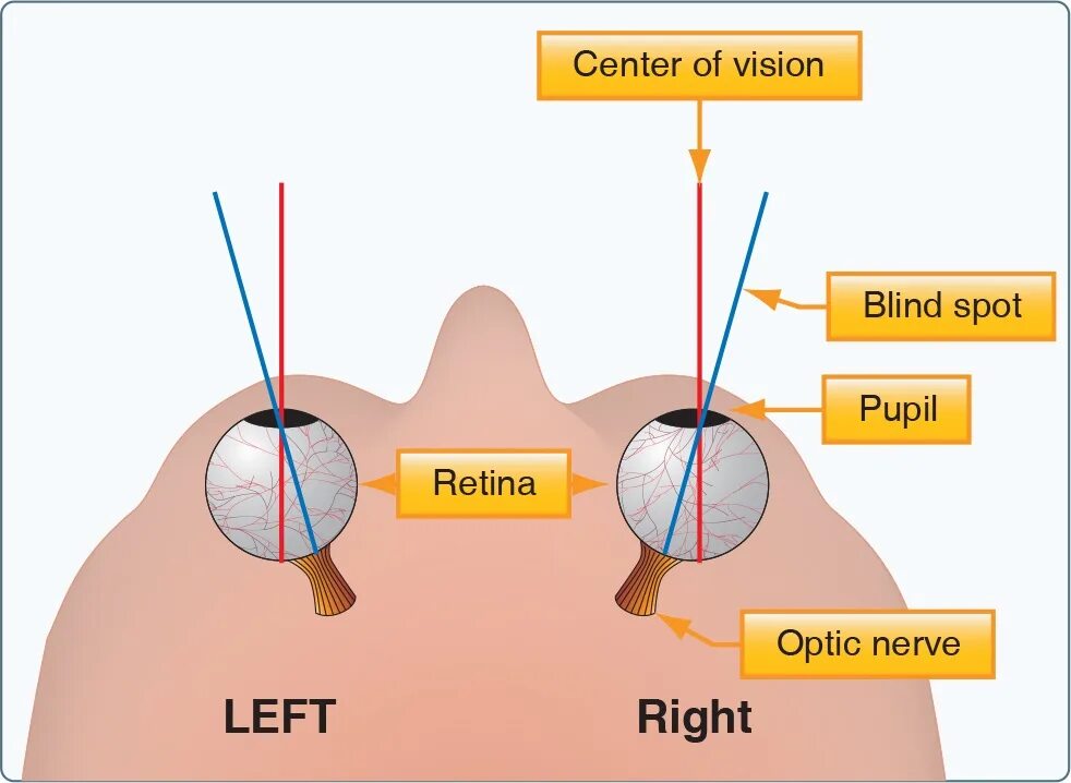 Обнаружение слепого пятна практическая. Слепое пятно глаза. Слепое пятно в глазу у человека. Как определить слепое пятно. Опыт слепое пятно в глазу.