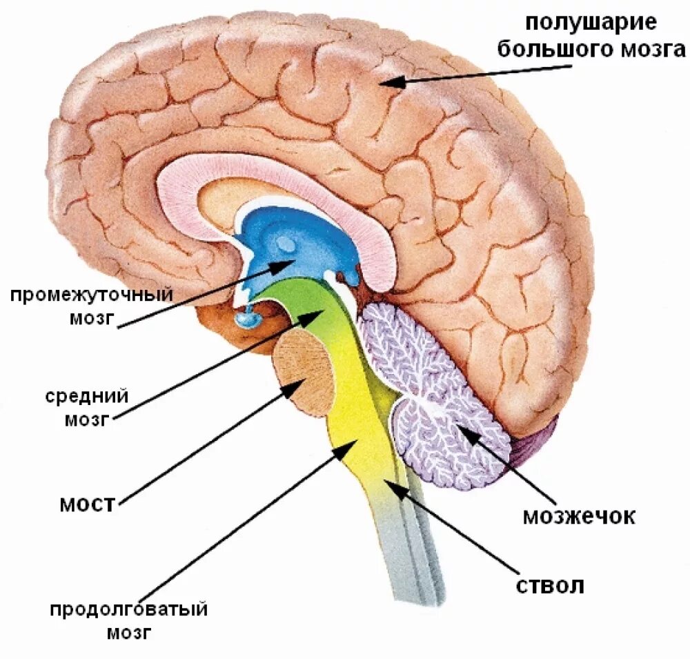 Улучшение функции мозга