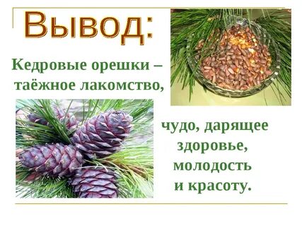 Полезные свойства кедрового