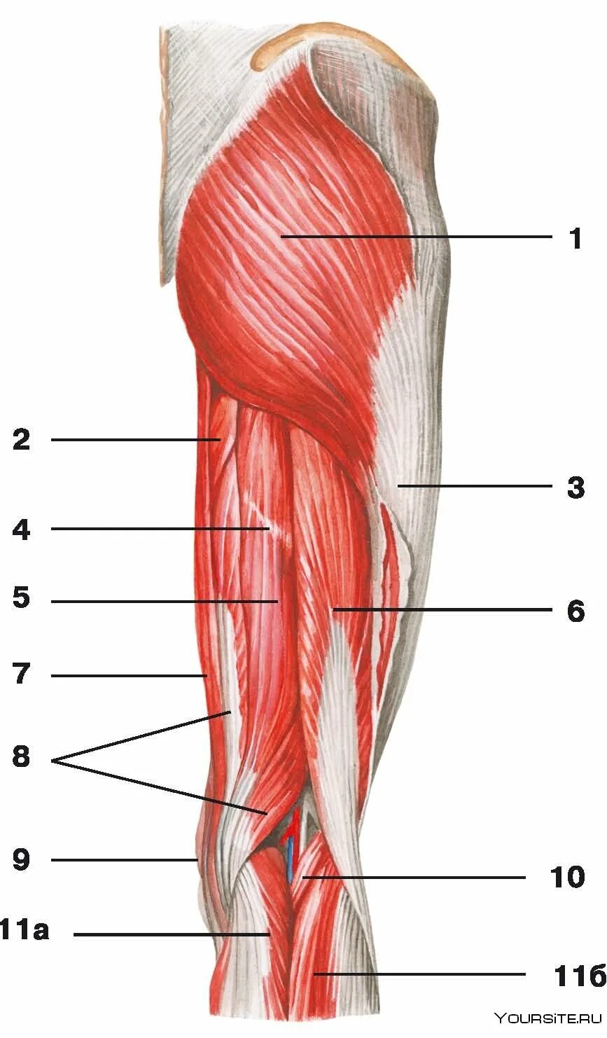 Четырехглавая мышца бедра анатомия. Мышцы таза и бедра анатомия. Мышцы бедра анатомия Синельников. Двуглавая мышца бедра анатомия.