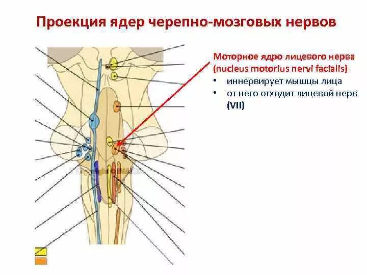 Какие ядра в черепных нервах. Проекция ядер черепных нервов анатомия. Проекция ядер черепных нервов на ствол мозга. Строение двигательного ядра лицевого нерва. Моторное ядро лицевого нерва.