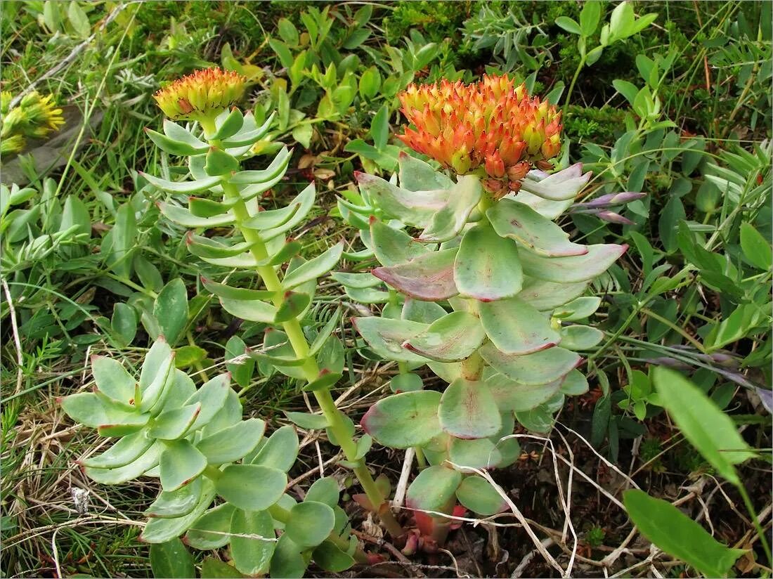 Родиола розовая Rhodiola rosea. Золотой корень Rhodiola rosea. Родиола розовая ареал. Родиола Стефана.