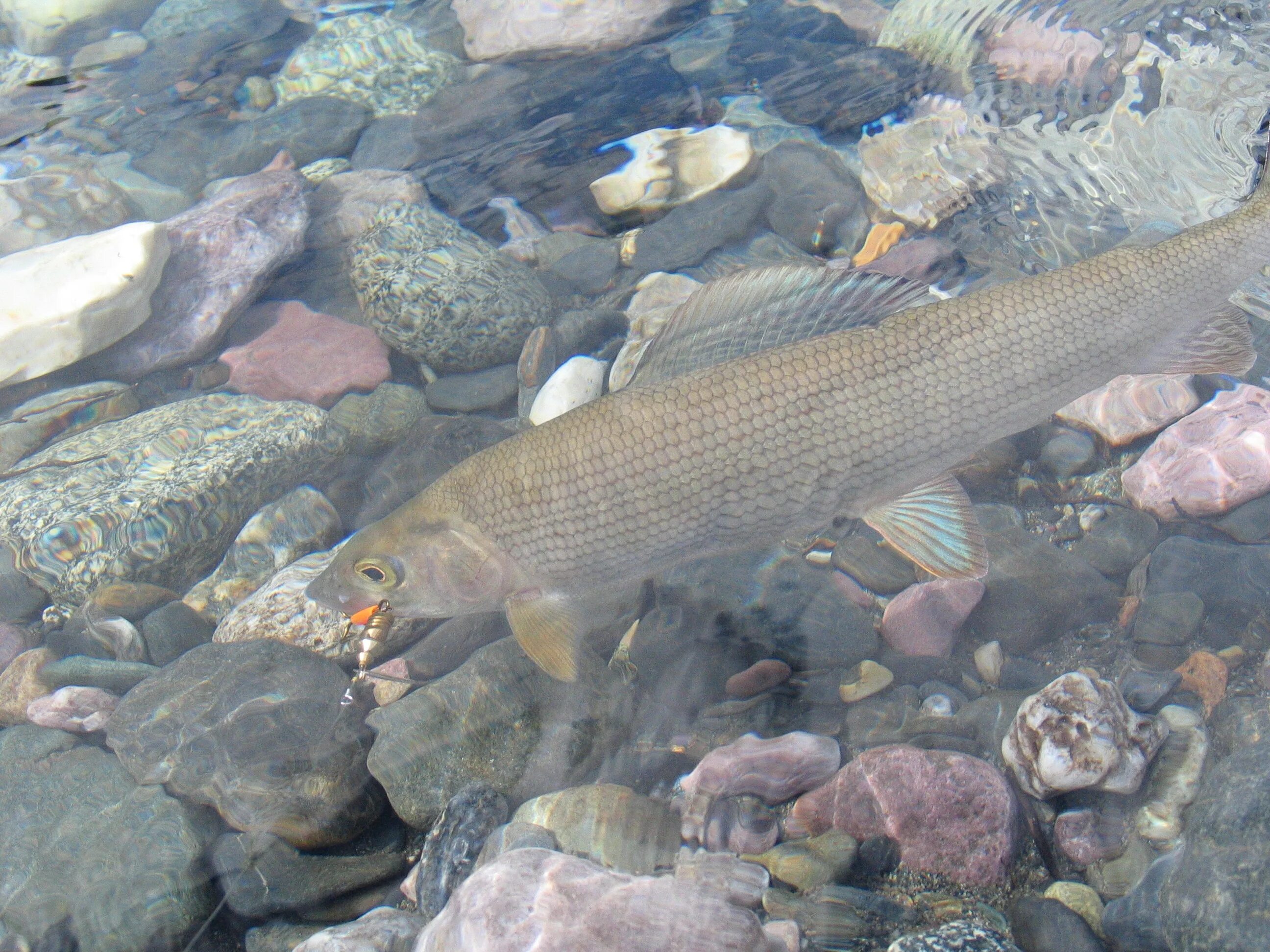 Речные рыбы оренбургской области. Рыбы в свердловской области названия. Речные рыбы оренбургской области. Речные и озерные рыбы. Подъязок рыба.